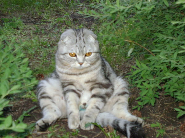 Елена Землинова