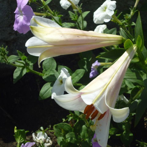 Марина Кияшко