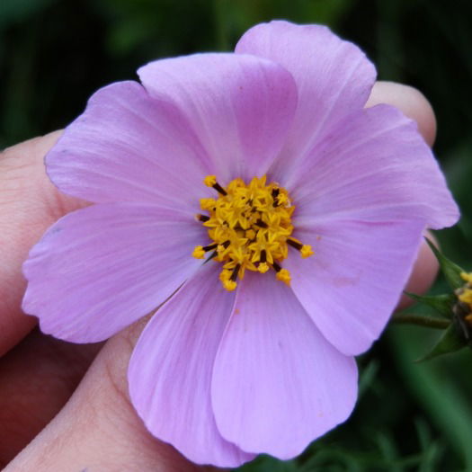 Ирина Сташкова