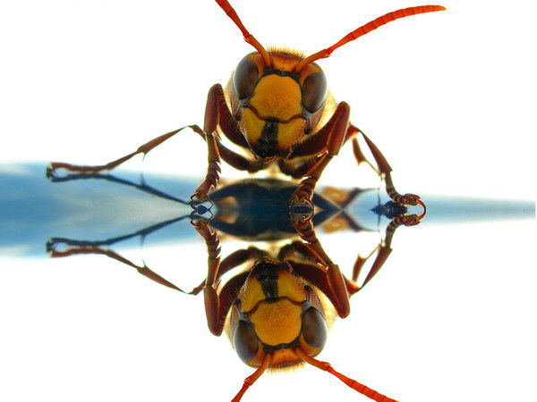 Китаец !!!!!!!!!!!!!