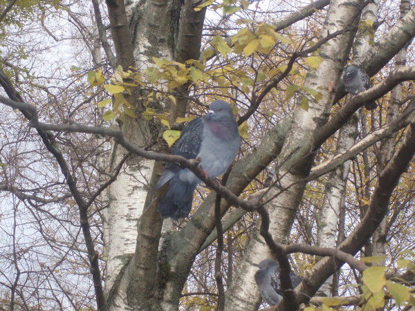 Галина Широкова