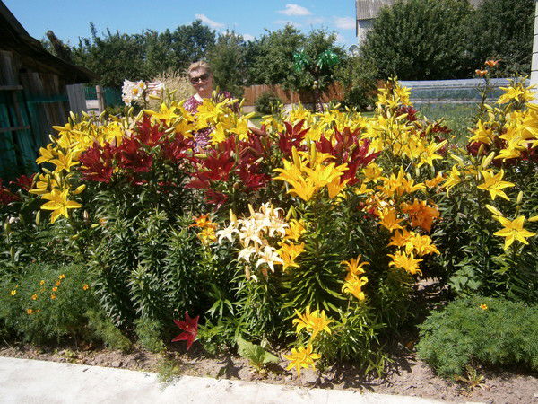 Мария Левандовская (Павлович)