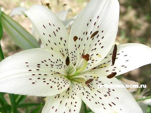 Лиля Дьяченко