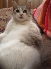 Елена Синицына