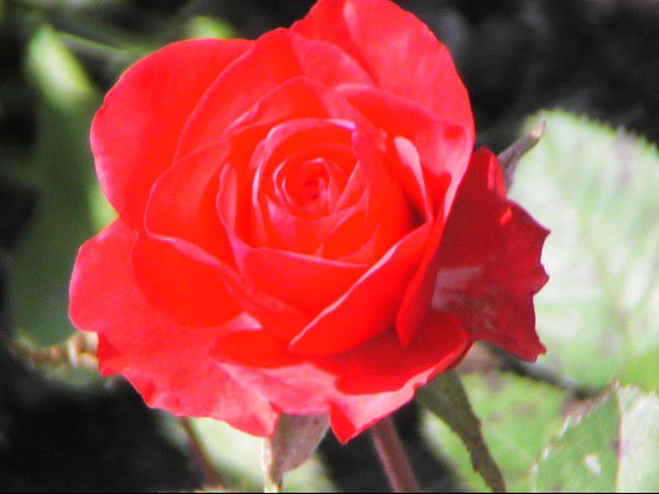 Ната Веселкова