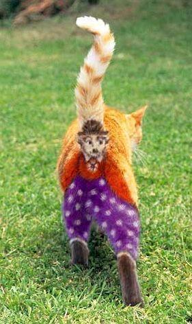 Александр Сенатович