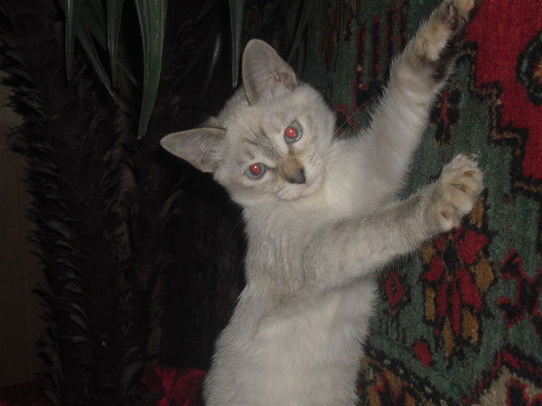 Наталья Емельянова