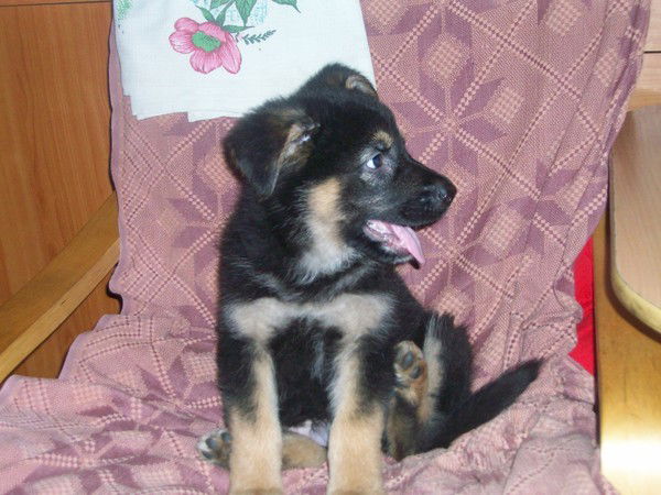 Агрис Шталс