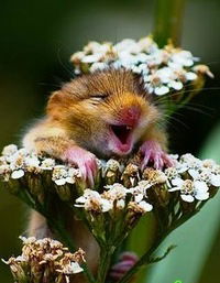 Софья Коваленко