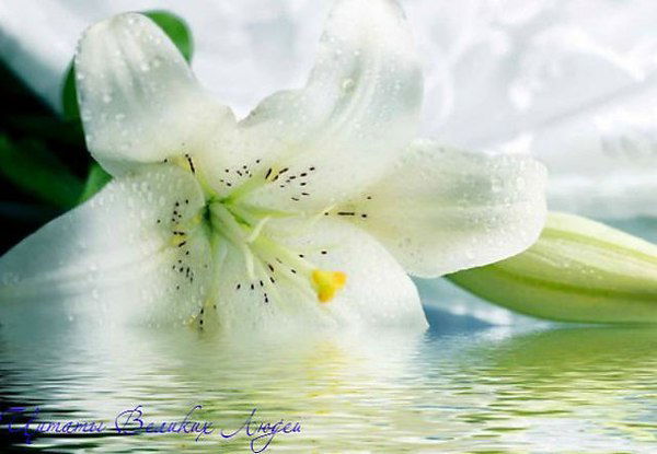 Лилия Красивая