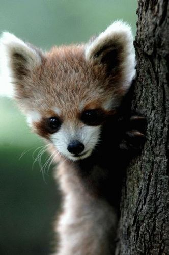 Cветлана Меркушева