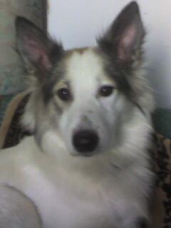 Наталья Полуханова