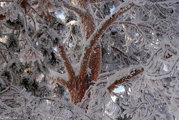 Ольга Козлова