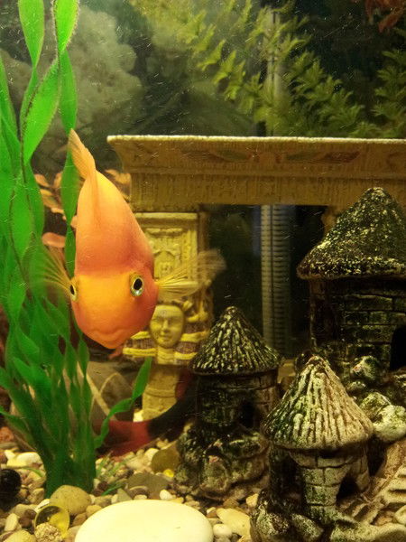 Наталья Костромина