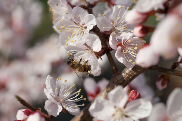 Ильмира Альмухаметова