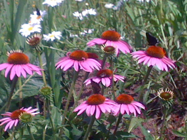 Елена Иванова