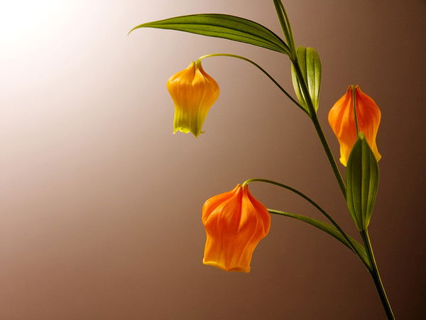 Сауле Сулейменова