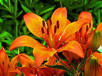 Айгерим Кожахметова