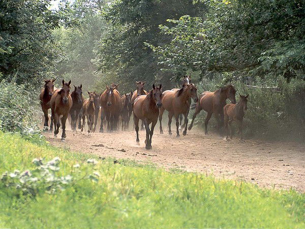 Мария Тарасова
