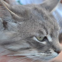 Глеб Щегельский