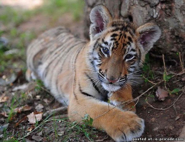 Ольга Сидоренко