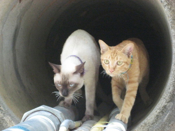 Александр Алексеенко