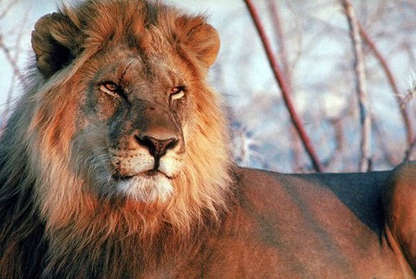 Наиль Зелетдинов