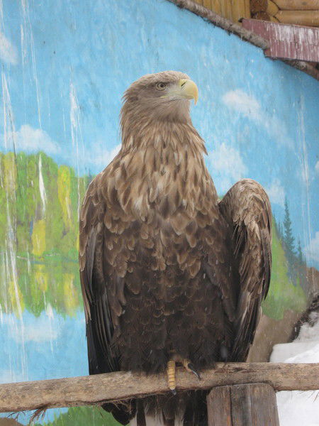 Александр Царев