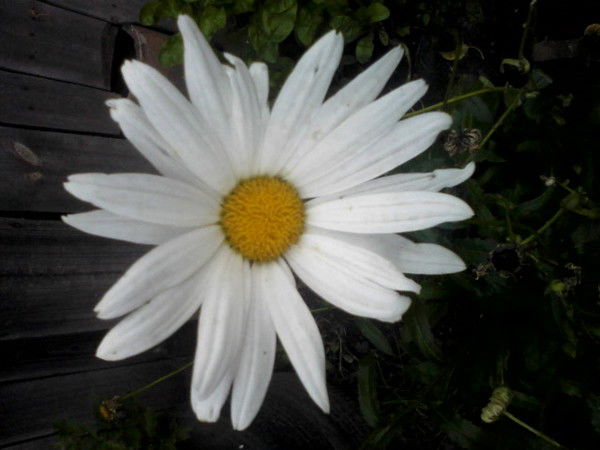 Аня Москалёва