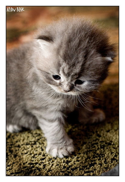 Алена Шандрова