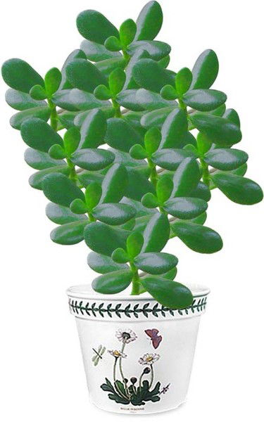 Нысан Каргабаева