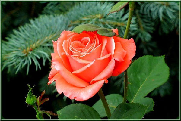 Людмила Чернецова