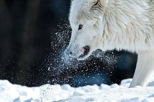 Наиль Амиров