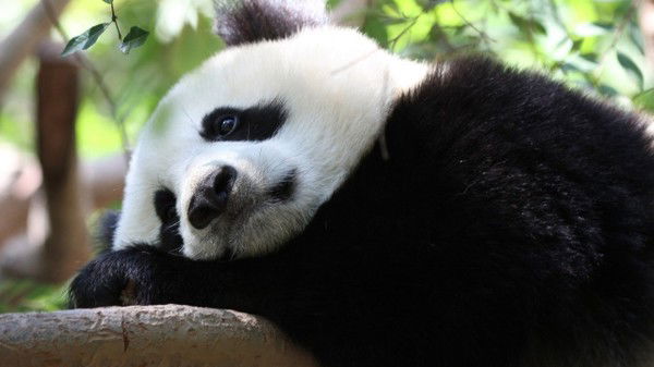 Ольга Витоль