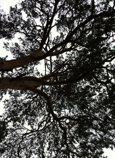 Галия Галия