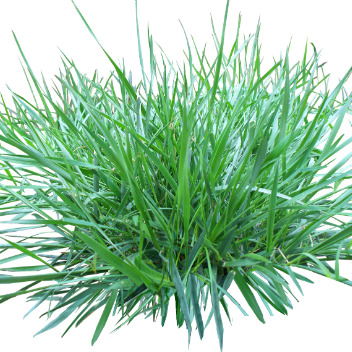 Травка Чуйская