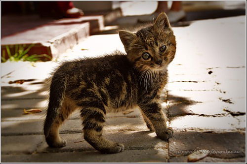 Мария Локтионова