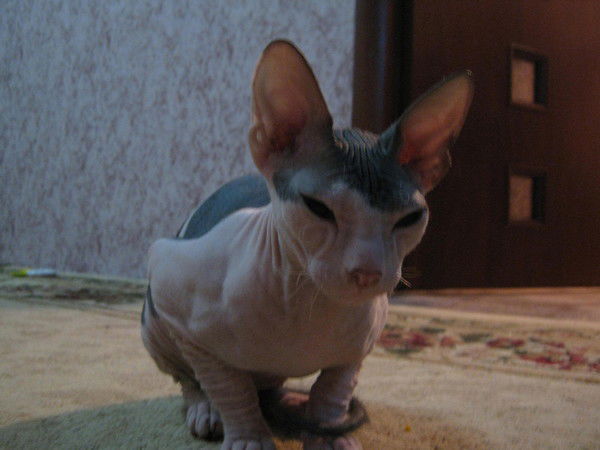 Данил Яворский