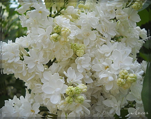 Раиса Квиточка