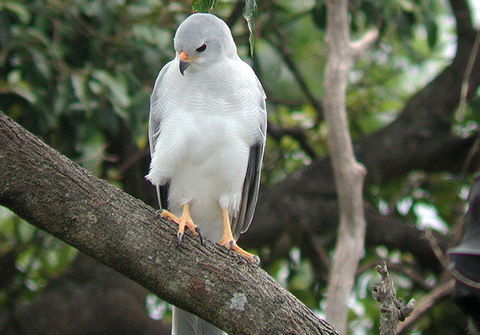 Денис Корохов