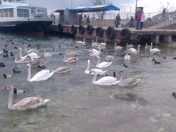 Эдем Велиев