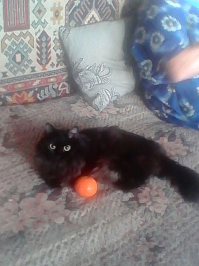 Александр Токушев