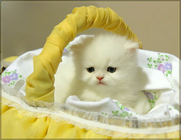 Вадим Коваленко