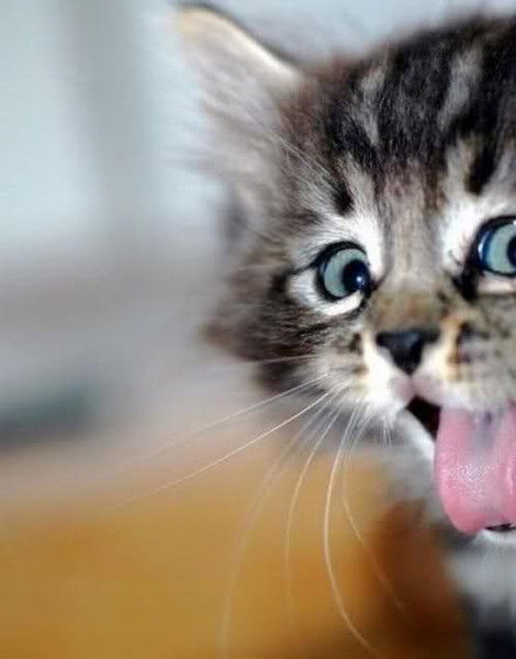 Милюшина Катя