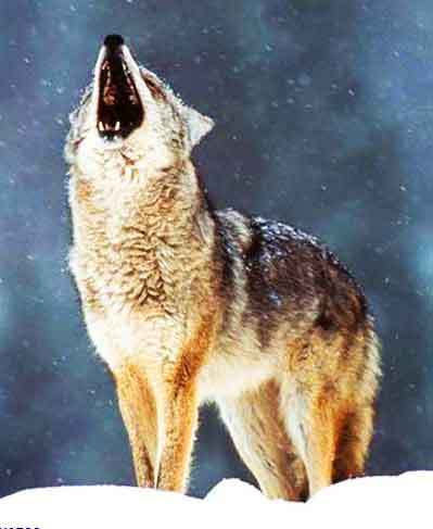 Ираисия Казачко