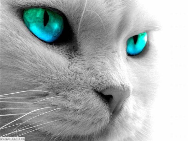 Ольга Камянская