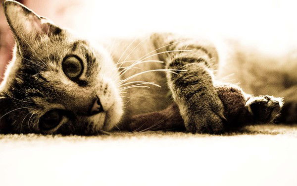 Василий Иванов