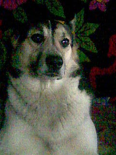 Виктор Кошутин