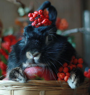 Валентина Степанюк