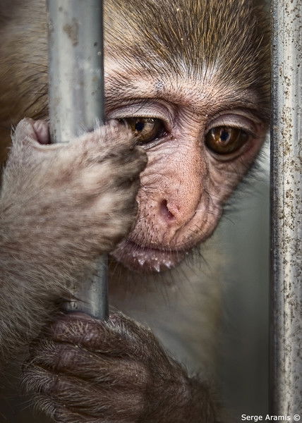 Грачев Николай